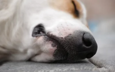 Retirada de animais mortos em SP