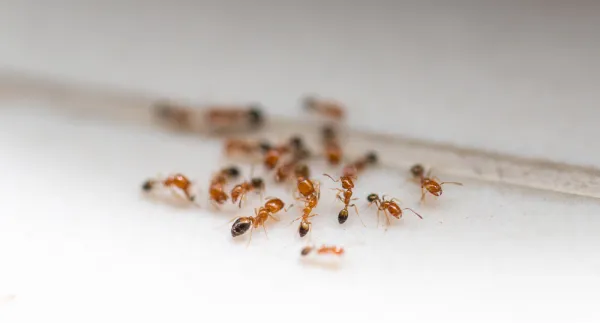 Dedetização de formigas Dedetização de formigas